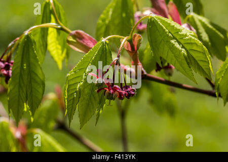 Rebe-Ahorn, Acer Circinatum im Frühjahr Stockfoto