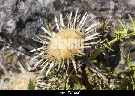 Carlina Acaulis, stammlose Carline thistle Stockfoto