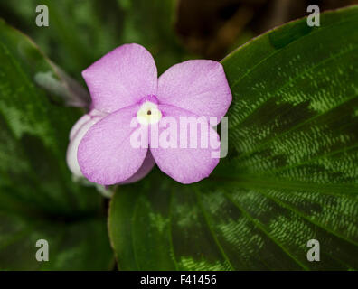 Birmanische Rubin; Zingiber SP.; Zingiberaceae; Hawaii Tropical Botanical Garden Naturschutzgebiet; Big Island, Hawaii, USA Stockfoto