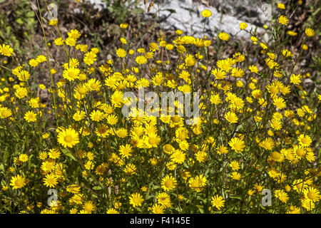 Chrysanthemum Coronarium, Garland Chrysantheme Stockfoto