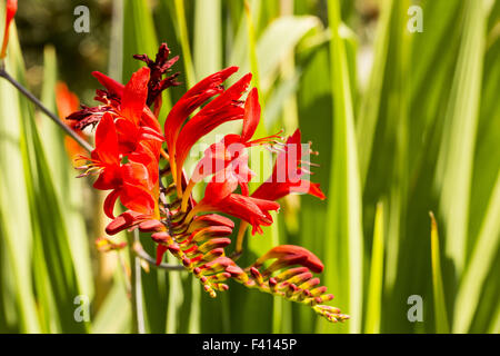 X crocosmiiflora Crocosmia Lucifer Stockfoto