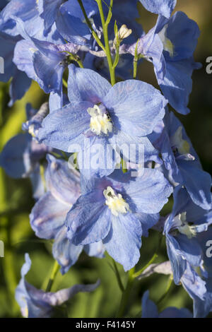 Delphinium-Hybriden, Rittersporn Stockfoto