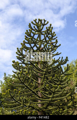 Araucaria Araucana, Monkey Puzzle tree Stockfoto