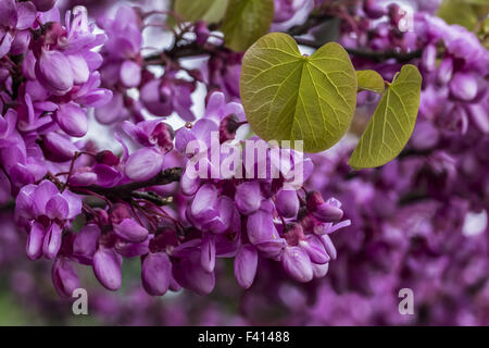 Cercis Siliquastrum Judasbaum Stockfoto