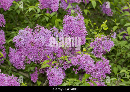 Syringa Vulgaris, Flieder, gemeinsame Flieder Stockfoto