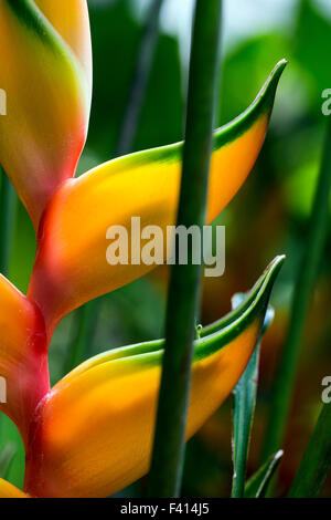 Heliconia Bihai "Peachy Pink"; Hawaii Tropical Botanical Garden Naturschutzgebiet; Big Island, Hawaii, USA Stockfoto