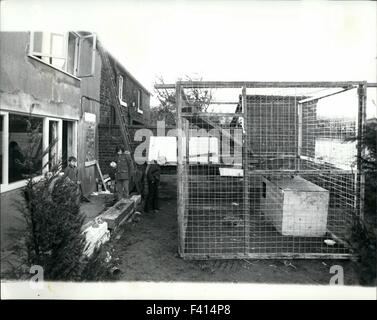 10. Januar 1968 - haben Sie auch Ihren eigenen Zoo! Oder Can You?: heute immer mehr Menschen lehnen die gemeinsame Katze oder Hund als das ideale Heimtier, rund um das Haus zu haben, und werden etwas ein wenig spannender. Ein Krokodil zum Beispiel, oder ein Tiger oder Löwen, sogar ein Puma - die gefährlichste Katze von allen. Moggy, es scheint nicht mehr hält, es ist ein Monopol über, die heimischen Kamin, er ist zu zahm geworden. Das wilde Tier als Haustier nicht nur das Vorrecht von denen mit einer handlichen Villa und Garten, Pumas wurden bekannt, Leben in einem zwei-Up und zwei nach unten. Ist es kein wenig Dange Stockfoto