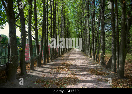 Lindenallee im alten Park Moskau Stockfoto