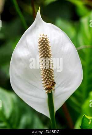 Honigbiene (Apis Mellifera) auf eine Friedens-Lilie; Spatha Blume; Aronstabgewächse; Spathiphyllum sp.; Hawaii Tropical Botanical Garden Stockfoto