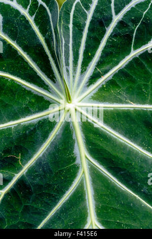 Blatt eines Jackfruit-Baumes; Artocarpus Heterophyllus; Moraceae; Brotfrucht; Hawaii Tropical Botanical Garden-Naturschutzgebiet Stockfoto