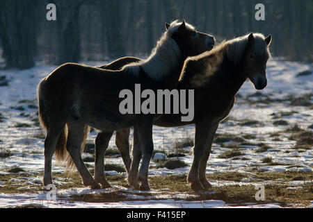 Haflinger auf der Weide Winter in Bayern Stockfoto