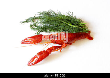 roten Flusskrebse gekocht europäischen Austropotamobius Pallipes auf weiß Stockfoto