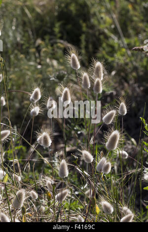 Lagurus Ovatus, Harestail Rasen, bunnytail Stockfoto