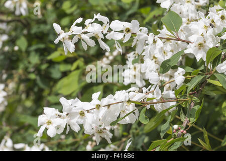 Exochorda Racemosa, Perle Busch, pearlbush Stockfoto