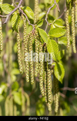 Ostrya Carpinifolia, Hop Hainbuche, Europäische Stockfoto