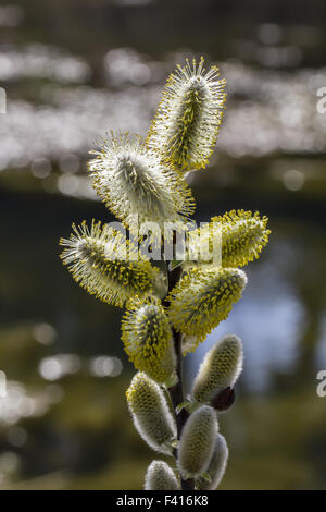 Salix Hookeriana, Dune Weide, Coastal Weide Stockfoto