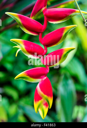 Wildblumen, hängende Hummergreifer, Heliconia Rostrata, Heliconiaceae, Hawaii Tropical Botanical Garden Natur bewahren; Hawaii Stockfoto