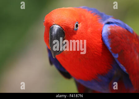 Edelpapagei Stockfoto