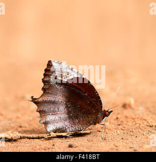 Die gemeinsame Palmfly (Elymnias Hypermnestra) ist eine Art von Satyrid Schmetterling fand in den indischen Subkontinent und Südostasien Stockfoto