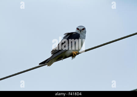 Der Gleitaar (Elanus Caeruleus) ist eine kleine tagaktive Greifvogel in der Familie Accipitridae am besten bekannt für seine Gewohnheiten Stockfoto