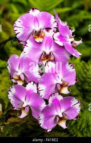 Orchidee; Orchidaceae; Hawaii Tropical Botanical Garden Naturschutzgebiet; Big Island, Hawaii, USA Stockfoto