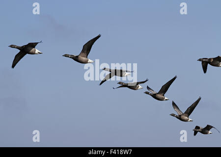 Ringelgänse Stockfoto