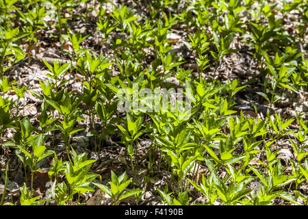 Mercurialis Perennis, Hunde Quecksilber Stockfoto