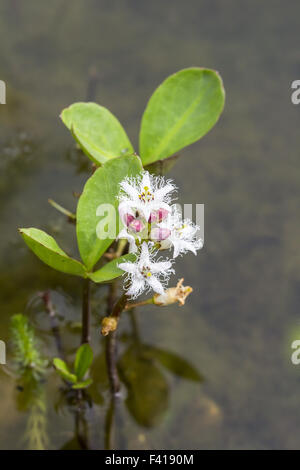 Menyanthes Trifoliata, Marsh Kleeblatt, Kleeblatt Stockfoto