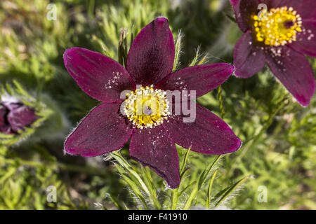 Pulsatilla Ambigua, Kuhschelle Stockfoto