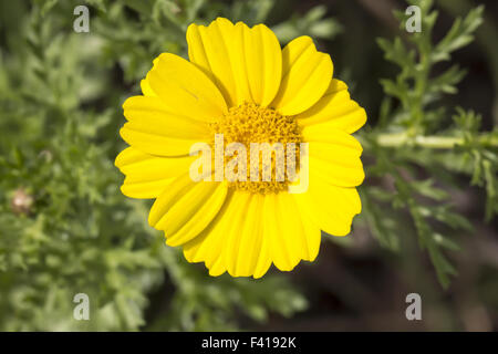 Chrysanthemum Coronarium, Garland Chrysantheme Stockfoto