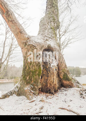 verschneite Waldlandschaft im winter Stockfoto