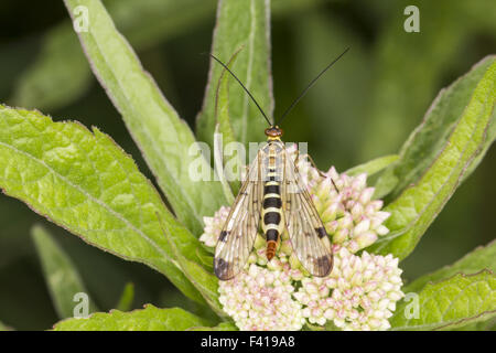 Panorpa Communis, gemeinsame scorpionfly Stockfoto