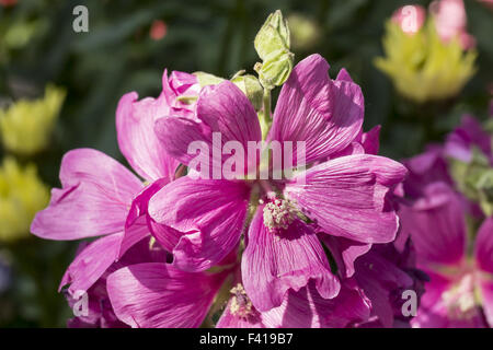 Lavatera Malve (Garten Blume) Stockfoto