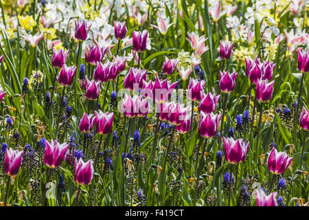 Rote Tulpen in Niedersachsen, Deutschland Stockfoto