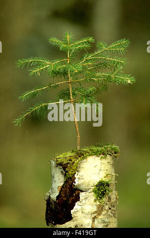 Fichte; junge Fichte; junge Pflanze; Stockfoto