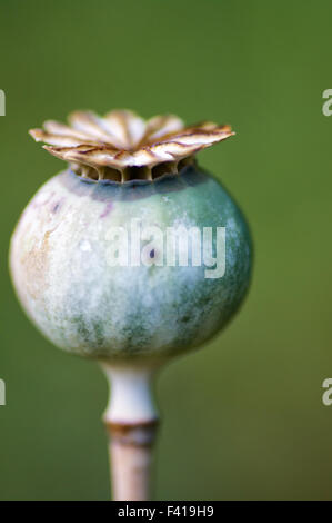 Mohn-Kapsel Stockfoto