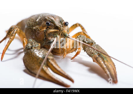 Krebse auf weißem Hintergrund. Stockfoto