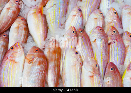 rohem Fisch zum Verkauf Stockfoto