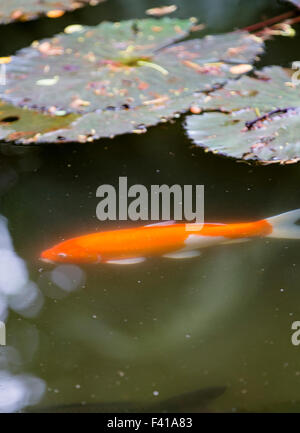 Koi, Goldfische im Teich auf Hawai ' i tropischen botanischen Garten-Naturschutzgebiet; Big Island, Hawaii, USA Stockfoto