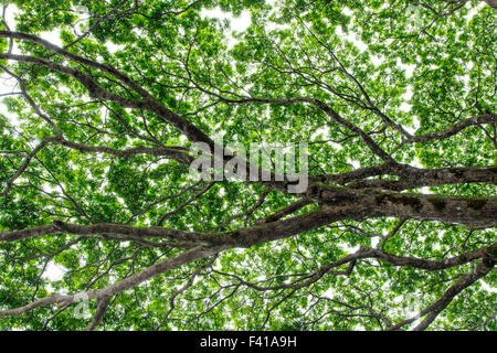 Monkeypod Baum; Saman; Regen-Baum; Unternehmen; Albizia Saman; Unternehmen Saman; Erbse; Fabaceae; Hawaii Tropical Botanical Garden Stockfoto