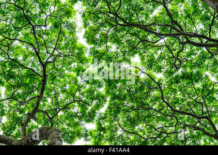 Monkeypod Baum; Saman; Regen-Baum; Unternehmen; Albizia Saman; Unternehmen Saman; Erbse; Fabaceae; Hawaii Tropical Botanical Garden Stockfoto