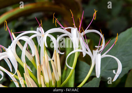 Spinne Lilie; Crinum Amabile; Amaryllisgewächse; Hawaii Tropical Botanical Garden Naturschutzgebiet; Big Island, Hawaii, USA Stockfoto