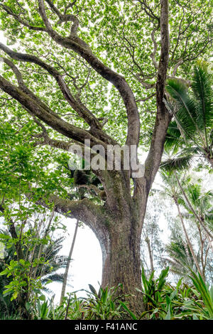 Monkeypod Baum; Saman; Regen-Baum; Unternehmen; Albizia Saman; Unternehmen Saman; Erbse; Fabaceae; Hawaii Tropical Botanical Garden Stockfoto