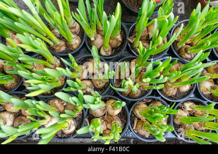 Frühe Krokusse. Stockfoto