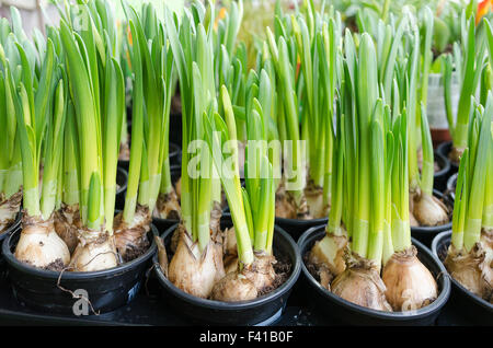 Frühe Krokusse. Stockfoto