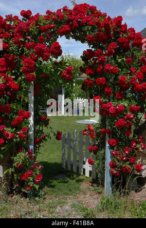 Rosen auf einer Gartentür Stockfoto