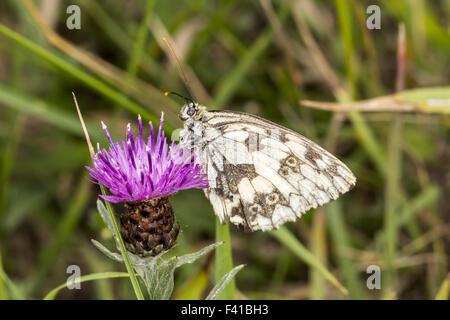 Melanargia Galathea, Schachbrettfalter Schmetterling Stockfoto