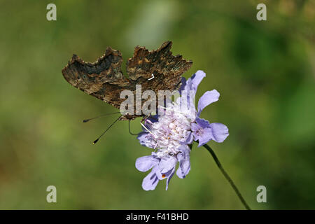 Nymphalis c-Album, Komma Schmetterling Stockfoto