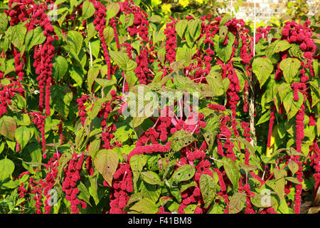 Eine schöne Blume Amaranthus Caudatus liegt auch bekannt als Liebe Blutungen Stockfoto