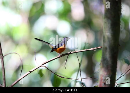 White-crowned Shama (Copsychus Stricklandii) in Borneo Stockfoto